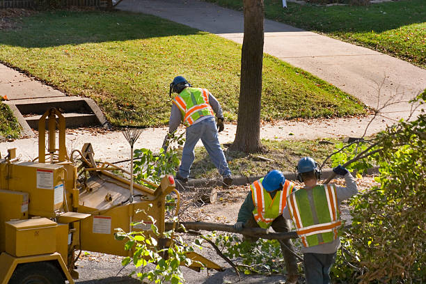 Professional Tree Removal and Landscaping Services in Marshall, TX